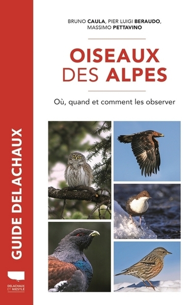 Oiseaux Des Alpes, Où, Quand Et Comment Les Observer - Massimo Pettavino, Bruno Caula, Pier Luigi Beraudo