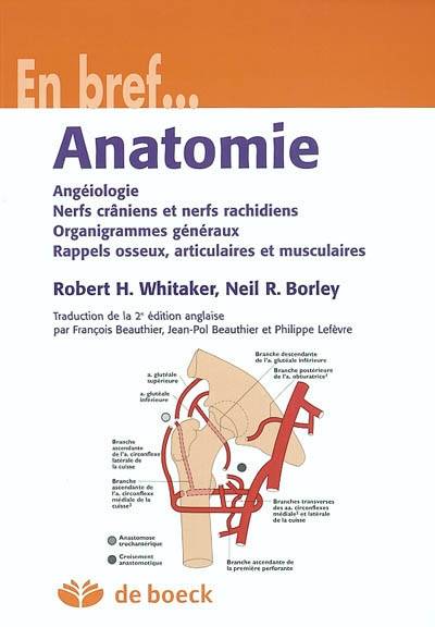 Anatomie Angeiologie - Nerfs... - Organigrammes, Angéiologie – Nerfs Crâniens Et Nerfs Rachidiens – Organigrammes Généraux/Rappels Osseux, Articulaires Et Musculaires - Jean-Pol Beauthier