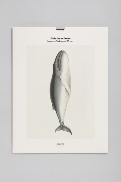 Tirage – Baleine à bosse - Édition illustrée - Jean Christophe WERNER