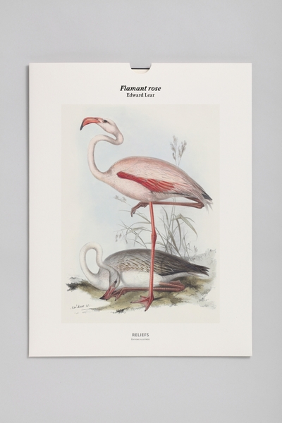 Tirage – Flamant rose - Édition illustrée