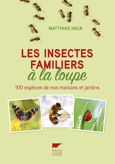 Les insectes familiers à la loupe