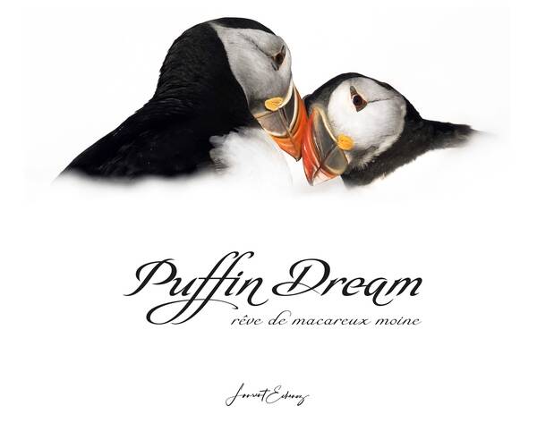 Puffin Dream