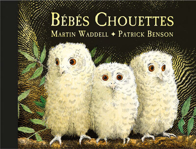 Bébés Chouettes