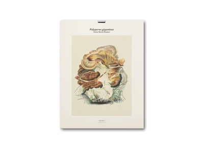 Tirage - Polyporus giganteus - Édition illustrée