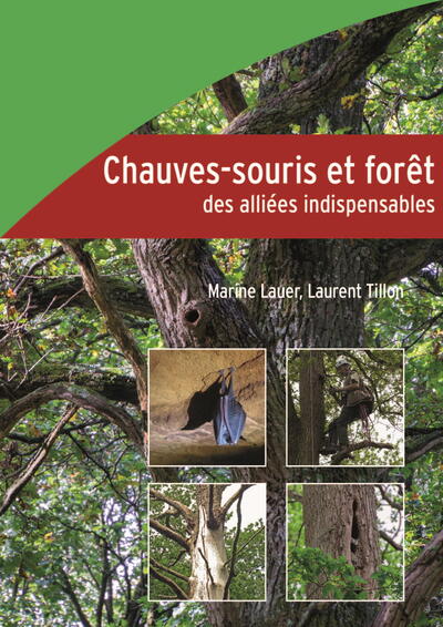 Chauves-souris et forêt