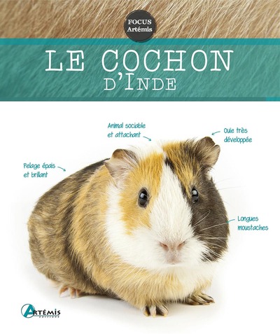 Cochon d'Inde - Dietz, Petra