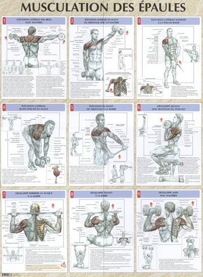 Musculation des épaules planche plastifiée