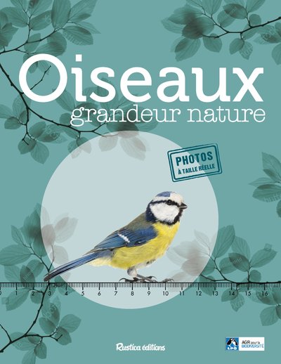 Oiseaux Grandeur Nature, Identifier Facilement Les Oiseaux Du Jardin !