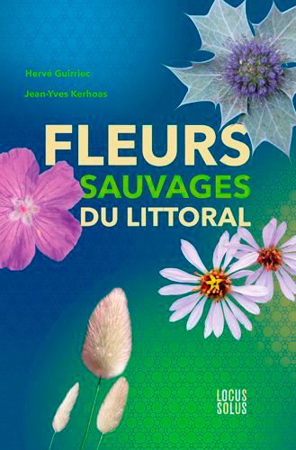 Fleur sauvages du littoral