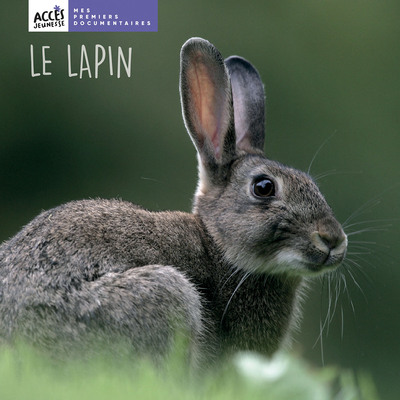 Le lapin