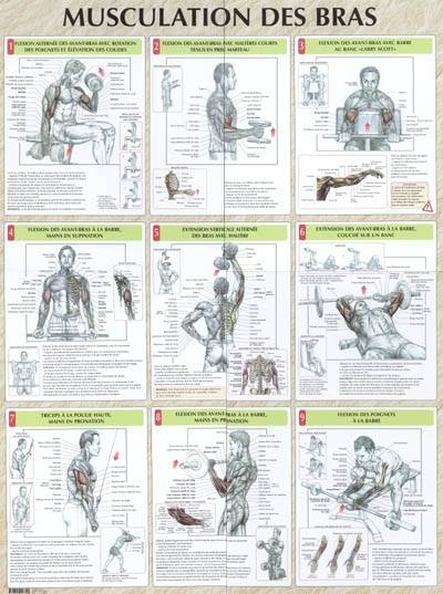 Musculation des bras planche plastifiée - Delavier Frederic