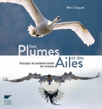 Des plumes et des ailes - Marc Duquet