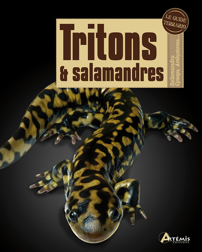 Tritons & salamandres - Salamandra, Cynops, Ambystoma