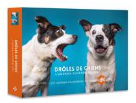 Agenda - Calendrier Drôles de chiens 2025 - 