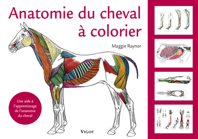 Anatomie du cheval à colorier