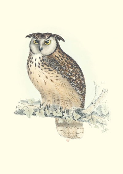 Carnet - Oiseaux de l’Himalaya - Notes et Lectures - John GOULD, Elizabeth GOULD