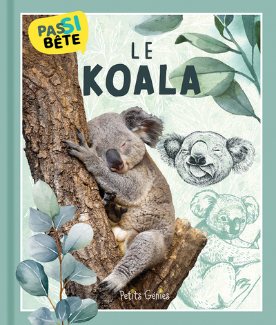 Pas si bête - Le koala