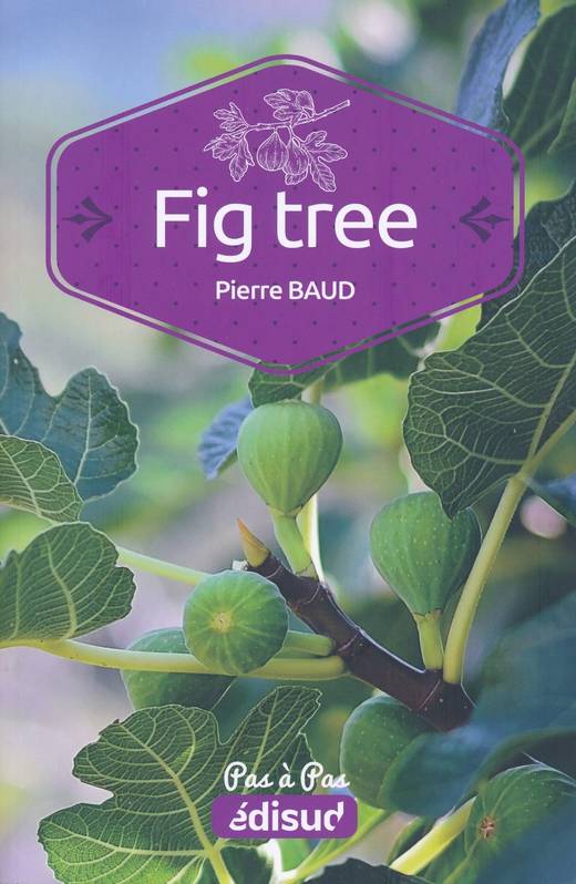 Fig Tree Pas A Pas