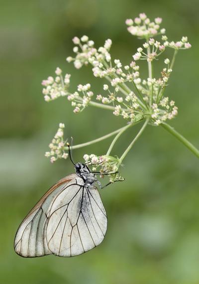 Carnet De Photographes / Macrophotographie