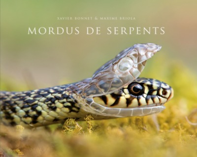 Mordus de serpents